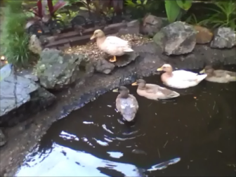 Tres patos en un estanque con un pato sentado en el borde