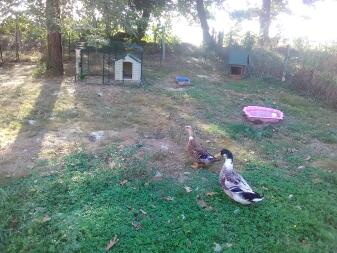 Dos patos en el césped de un jardín con un corral y un gallinero