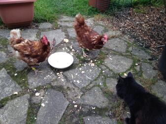 ¡Gato y gallinas compartiendo un plato de huevos revueltos!