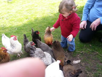 Una niña jugando con muchas gallinas en un jardín