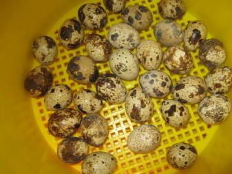 huevos en una incubadora