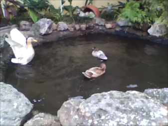 Tres patos en el estanque