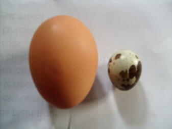 1 huevo de gallina grande junto a un huevo pequeño