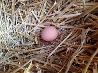 Encontrar un huevo fresco cada mañana en el nido es maravilloso.