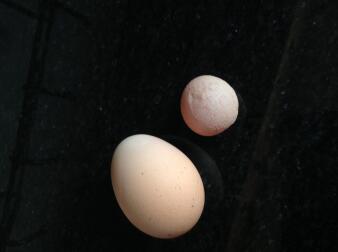 Estos huevos eran de la misma gallina el mismo día.