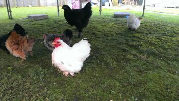Algunos de mi rebaño, White Pekin (gallo y gallina), Black Pekin, Frizzle Serama y Black Brahma