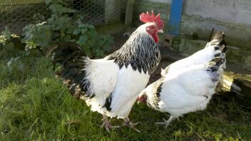 Dos pollos en el jardín