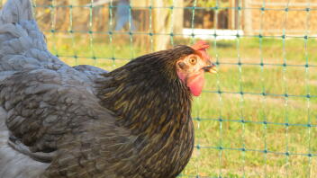 Una gallina mirando una valla Omlet 