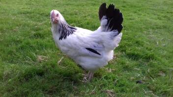 RIR x pollita Sussex blanca