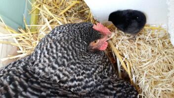 Pollito negro y gallina madre