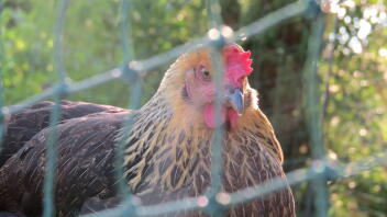 Una gallina dentro de una valla Omlet 