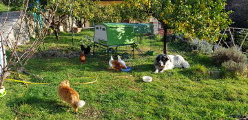 Un gran gallinero verde Cube en un jardín rodeado de gallinas y un gran perro