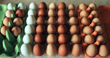 Huevos de gallina leghorn blanca y ex batería
