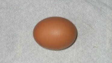 Primer huevo de ámbar