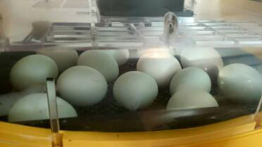 Huevos de Araucana azul en la incubadora