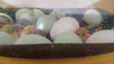 Eclosión de huevos de araucana