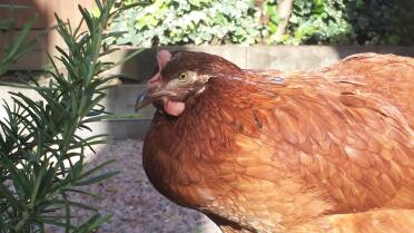 Rosemary conoce a Hattie Chicken ...