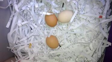 Primeros huevos (los 4 han puesto todos los días desde que los Go)