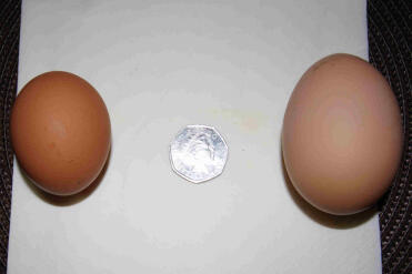 Huevo de Ivy a la izquierda y huevo de Mavis a la derecha