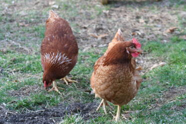Eggwina & Henny mostrando sus patrones de plumas únicos y el peine grande de Henny