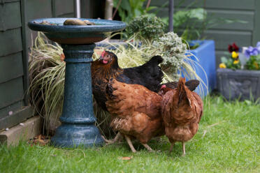 Las gallinas son maravillosas mascotas de jardín.