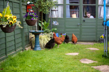 4 gallinas en el jardín