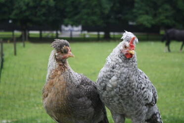 joven gallo y gallina