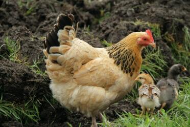 Gallina de sussex con sus 2 polluelos en el jardín