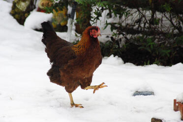 Ethel...partridge welsummer (2007-presente) una hermosa gallina, pone hermosos huevos de color marrón oscuro y tiene un carácter muy tranquilo y amable. ¡definitivamente recomiendo esta raza!