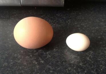 Wilmas primer huevo (a la derecha)