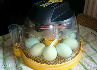Incubación de huevos de araucana en mini eco