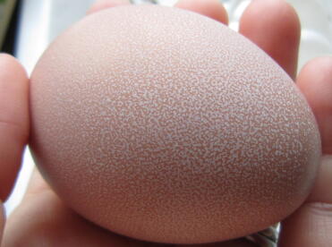 El primer huevo de nuestra repecka. bonito huevo moteado :)