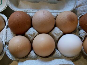Huevos. arriba de izquierda a derecha...welsummer/faverolles/gingernut. abajo de izquierda a derecha.....sussex/amberlinks/leghorn.