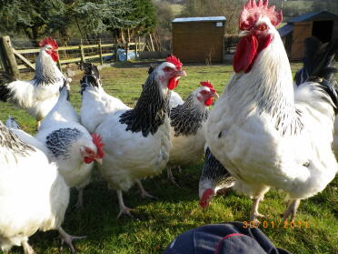 6 gallinas posando en el jardín