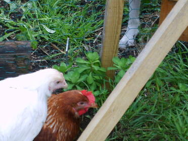 Bon Bon - el ámbar y FLuffy Bum the Warren Mis dos hermanas pollos nuevos