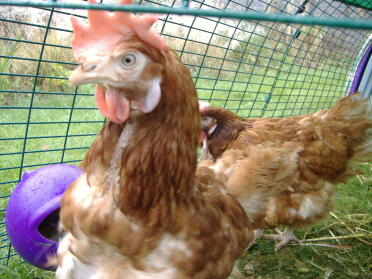 Recientemente realojado 3 gallinas en batería; ¡Aquí está Patty con su gran peine flexible!