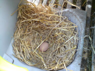 ¡La inteligente Peggy ha puesto su primer huevo!