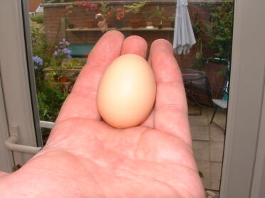 1er huevo de Dolly, pequeño pero perfectamente formado