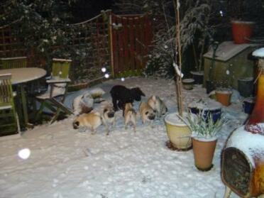 Perros en la nieve 2007