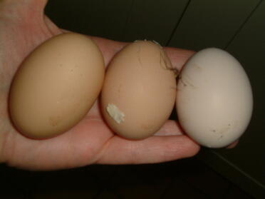 ¡Nuestro primer día de 3 huevos! 19 de enero de 2008 - Huevos de LR Jenny, Pandora y Cassandra.