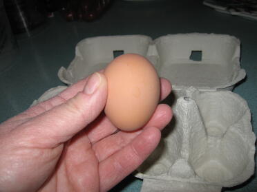 El primer huevo de Eggwina el día que llegó