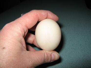 El primer huevo de Eggna el segundo día
