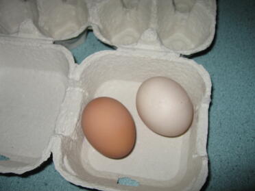 pequeño marrón 1er huevo Eggwina's little beige 1er huevo Eggna's