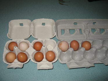 Conteo de huevos del día 6 menos el que no tenía cáscara