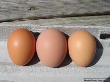 ¿Huevos de ayer es un rubor de ciruela en el medio? Creo que hemos terminado con los huevos sin cáscara durante 2 días y luego esta belleza primero de este color. Los otros 3 ponen huevos marrones.