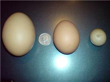 Un huevo de 129 g puesto por una de las gallinas de Mitchell el 2 de abril de 2008