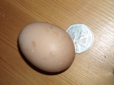 Mi primer huevo el 15/3/07, pesó 50 g, lo que significa que está clasificado como pequeño, creo que es de Marjorie.