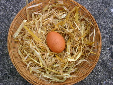 El primer huevo de Rhoda