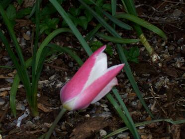Los tulipanes 'Lady Jane' aparecen sobre el jardín, se abren a la luz del sol y parecen lirios.
