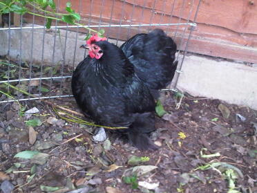 Un hermoso pollo pekin en un jardín.